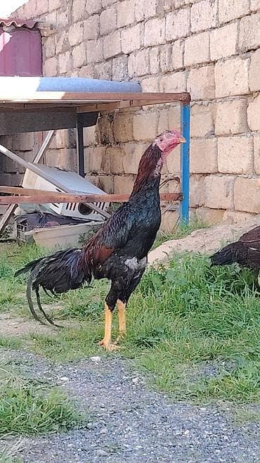 Другие с/х животные: Heyvan isdəyən buyursun amma süper cinsi hərəsi bir birindən — 3