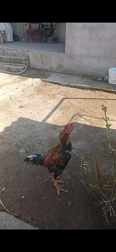 sumatra xoruz: Super doyusderi var 1 yas yarim pleymut sortudur hele indiye kimi hec — 1