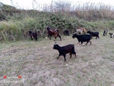 liqorin toyuqlari haqqinda melumat: Icinde bir heleb tekesi olmagla 20 bas dogar keci satilir. tam saglam — 3