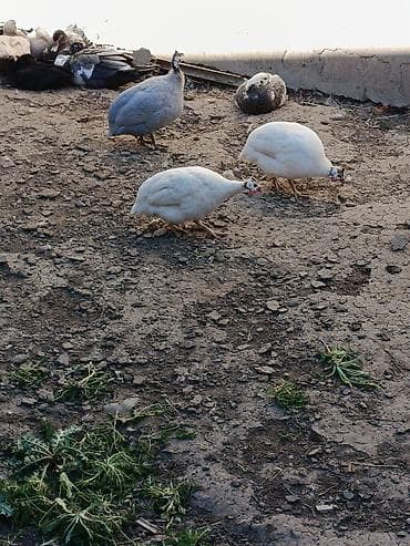 Balıqlar: Toyuq, Damazlıq — 2