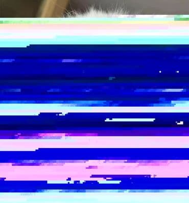 pişiklər: Erkək, Dişi — 8