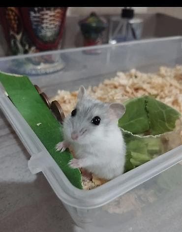 İtlər: Her nov hamsterler yanliz bizde istenileni getiririk elde olan — 2