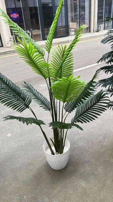 bitki toxumlari: Depodan bir basa satis 70azn baslayan dekarativ suni agaclar topdan — 5