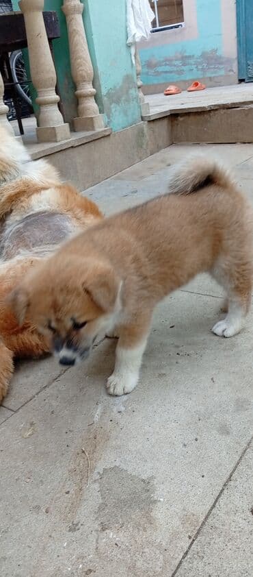 böyüməyə itlər: Akita-inu, 2 ay, Erkek, Ödənişli çatdırılma — 3