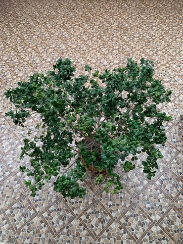 Dekorativ ağac . Çiçək acır lalafo.az -da Dekorativ ağac . Çiçək acır