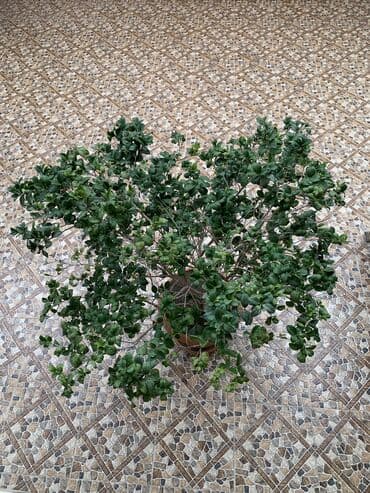 evkalipt ağacı satilir: Dekorativ ağac . Çiçək acır — 1