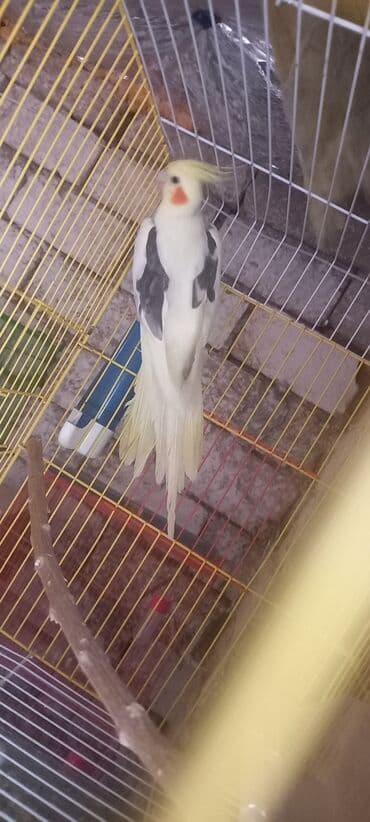 alisanın pişiyinin adı nədir: Cep korella satilir 110 azn 2 yasi var el dislemir ciddi aliciya — 2