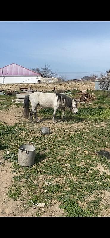 heyvan sahiblənmə: Erkək, il: 6 — 1