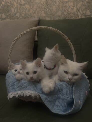 alisanın pişiyinin adı nə idi: Şinşilla, Ünvandan götürmə — 4