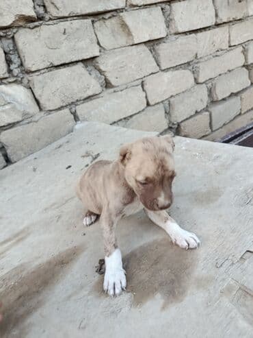 pitbul itlər: Питбуль, 1 месяц, Самец — 1