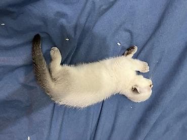 şotlan: Şotland yastı qulaq — 1