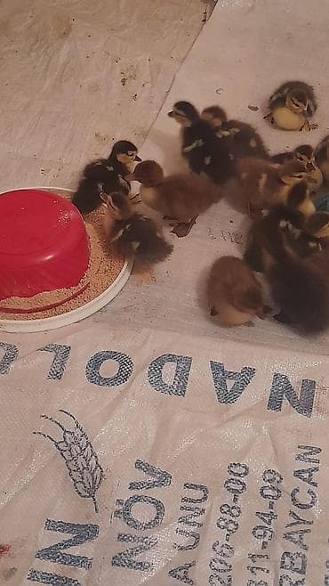 Птицы: Krasnadar zümrüdü 22dene bala 5 m — 7