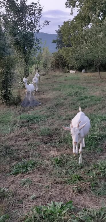 Dişi, Zanen, il: 1, 40 kq, Damazlıq, Südlük, Ətlik, Ünvandan götürmə lalafo.az -da Dişi, Zanen, il: 1, 40 kq, Damazlıq, Südlük, Ətlik, Ünvandan götürmə