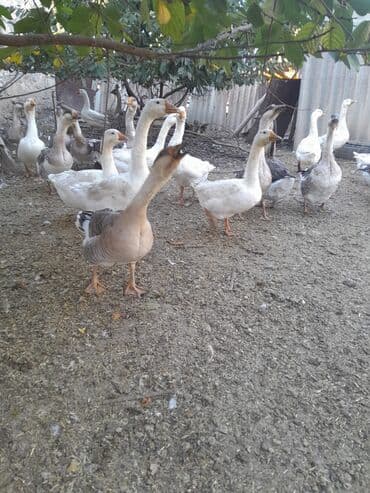 ingilis setter it cinsinin digər adı: Real alici narahat elesin — 1