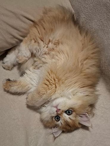 Pişiklər: Britan — 4