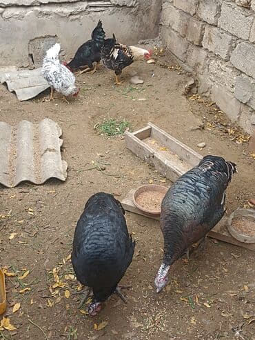 Inəklər, öküzlər: Dişi, Damazlıq — 3