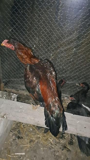 Другие с/х животные: Heyratı xoruz satılır cinsi qanı olan heyvandı təmiz türk hündür — 2