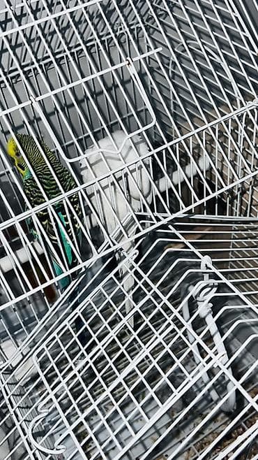 korella quşu: Erkəy və Dişi papuqaylar
qəfəs+yuva üstündə — 1