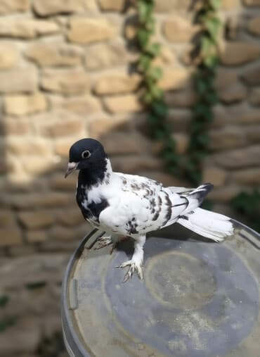 amerika devequsu haqqinda melumat: Maştağadadir — 4