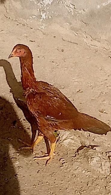 uzun tuk pişik: Toyuq, Damazlıq, Ünvandan götürmə — 1