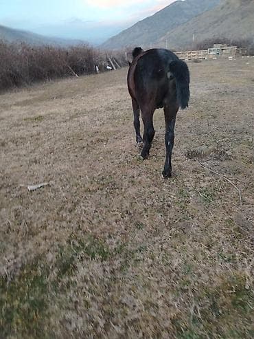 at qusar: Erkək, il: 3 — 3