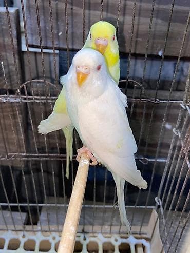 texas bildircin satisi: Tutuquşu Albinos və Lutino qırmızı göz cüt erkək dişi. Barter — 2