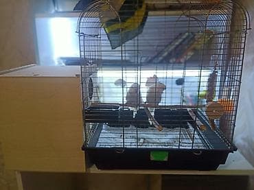 Geyimlər: 🛑 Təcili 🛑 Təmiz qan çex cütlükleri.7 dene bala almışam tam — 1