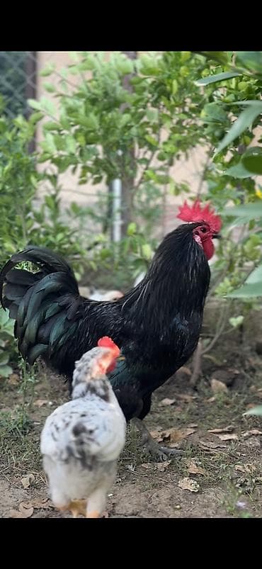 bildircin satisi tap az: Avstralorp xoruzu satilir tekce 1 xoruzdu — 2