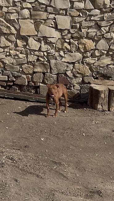 alman afcarkasi satilir: 1 ay, Dişi, Ödənişli çatdırılma — 1