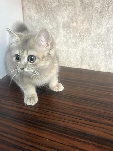 heyvan: Temiz cins Silver şinşila balası – boz-gümüş rəngli,2 aylıg tualet — 5