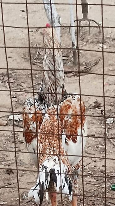 etibarlı ələrə verilir: Pileymut heyratı yumurtası biri 2 manata catırılma yoxdur isdeyen — 3