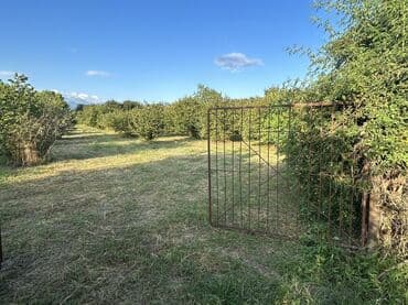 xacmazda findiq bagi satilir: Kənd təsərrüfatı — 5