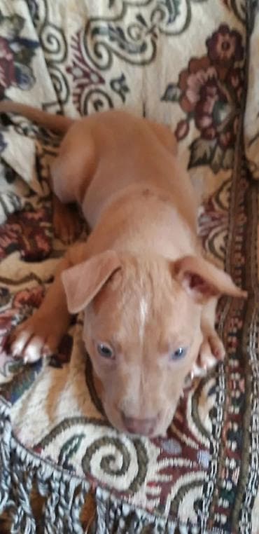 oğlan it adları: Pitbul — 1