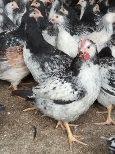 Hinduşka: Lider serebirist çolpalar 70 günlükdü çəkiləri — 5