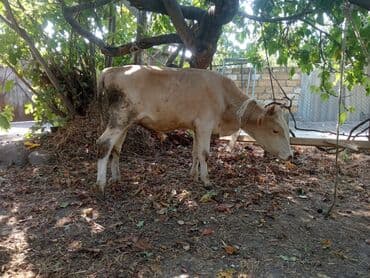 sudluk inekler satışı: Super yeyimgil danalardı — 7