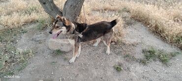 qapi iti: 3 il, Erkek, Peyvəndli, Ünvandan götürmə — 3