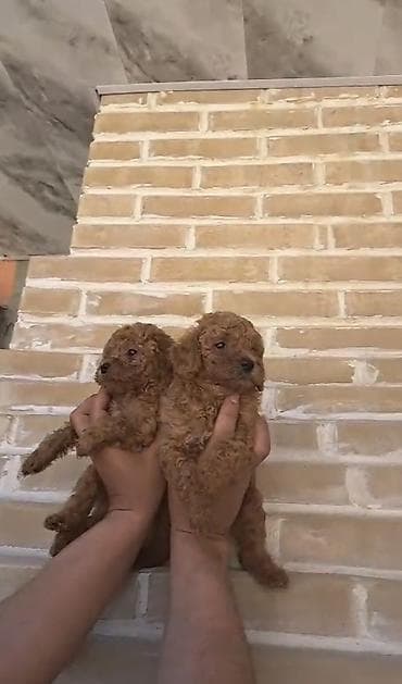 tap az heyvanlar: Pudel, Erkek, Ödənişli çatdırılma — 3