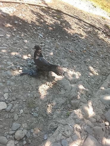bildircin qusu: Salam Dənə düşmüş Takla Balalri di salam və Ayaq lələkləri böyük dü — 2