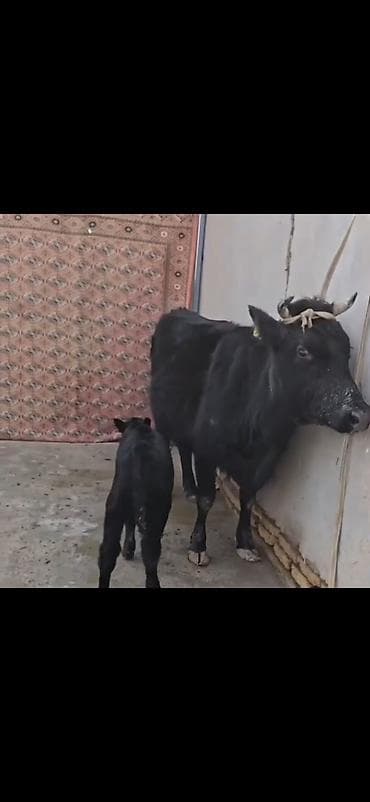 ucuz pisikler: Qara rəngli inək buzovla birlikdə - Ana inək – qara rəng, buynuzlu — 4