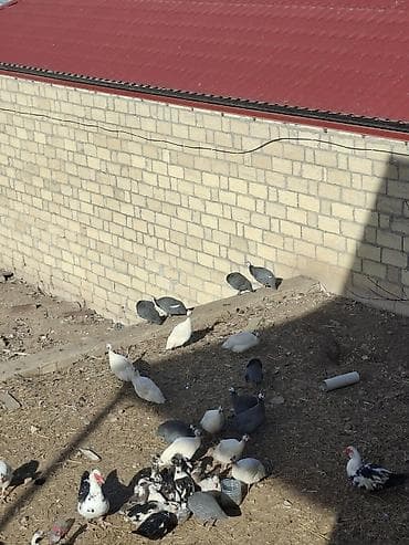 bulbul quşu: Məhsul: Hind toyuqları (Qvineya quşları) – müxtəlif rənglər Təsvir: - — 10