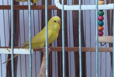 çex papuqayı: Cex erkey cutde olmaylb — 2