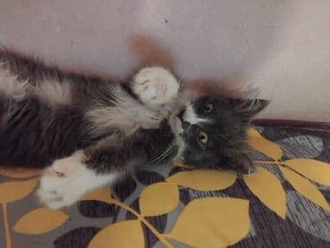 Gəmiricilər: Meyn-kun, Erkək, Yaxşı əllərə — 1