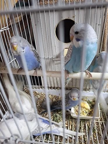 turac quş: Tutuqusu balalari satilir. 6 denedi. 2 ag 3 goy 1 acig mavi — 2