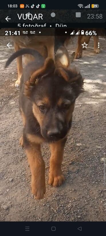 немецкие овчарки щенки купить: Немецкая овчарка, 4 месяца, Самец — 3