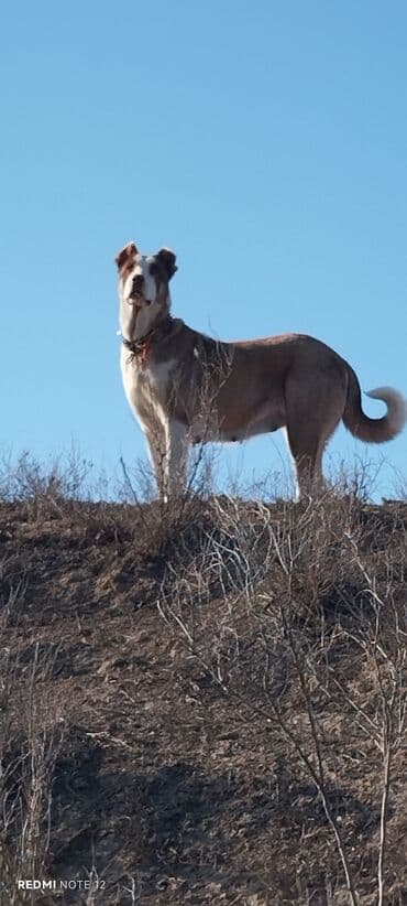 İtlər: Alabay, Erkek — 2