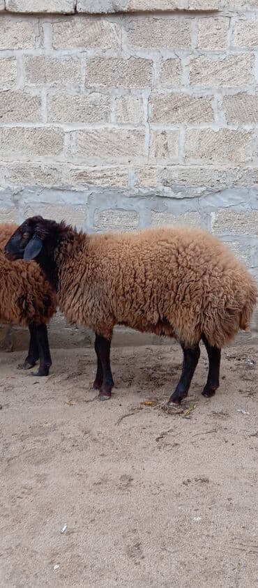 at satırı: Salam ünvan Bakıin maştağa kendi obşi 5 baş heyvanlar 1 baş ana-bala — 3