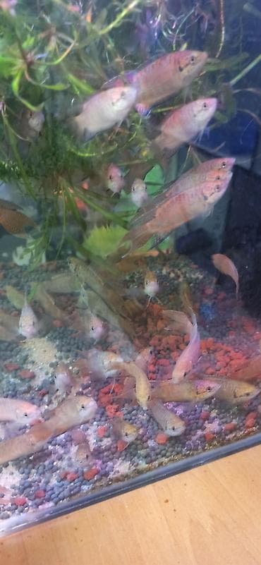 akvarium balıqları haqqında məlumat: Sülhsevər — 1