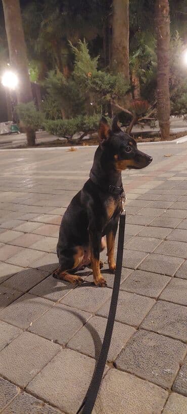 Heyvanlar üçün mallar: Miniatür pinçer, Peyvəndli — 7