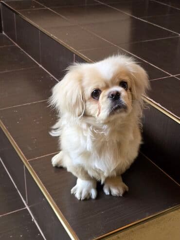 satılan itler: Pekines — 6