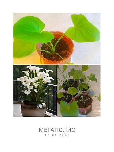 бачок для унитаза: Ağ Kala gülü. Tez böyüyür və tez coxalır, invaziv deyil. Ev dipcək — 1